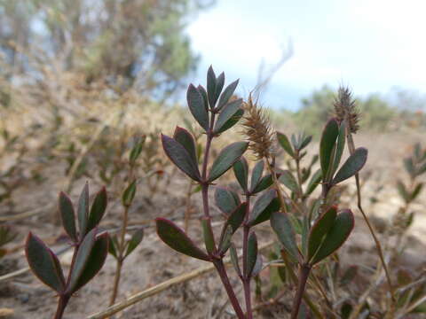 Image of Roepera sessilifolia (L.) Beier & Thulin