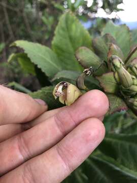 Image of Burmeistera variabilis (Gleason) E. Wimm.