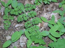 Image of Silphiodaucus hispidus