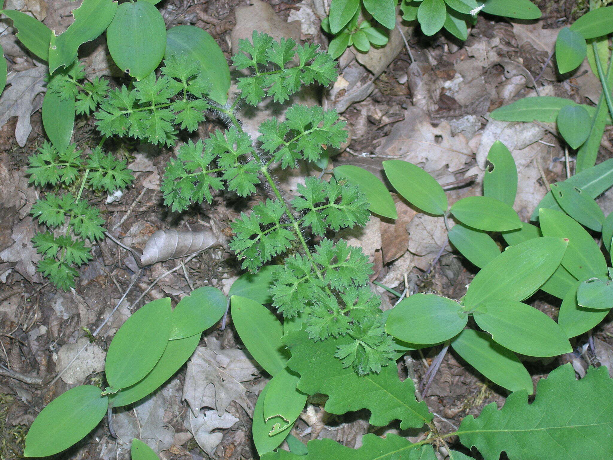 Image of Silphiodaucus hispidus