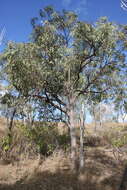 Image of Corymbia erythrophloia (Blakely) K. D. Hill & L. A. S. Johnson