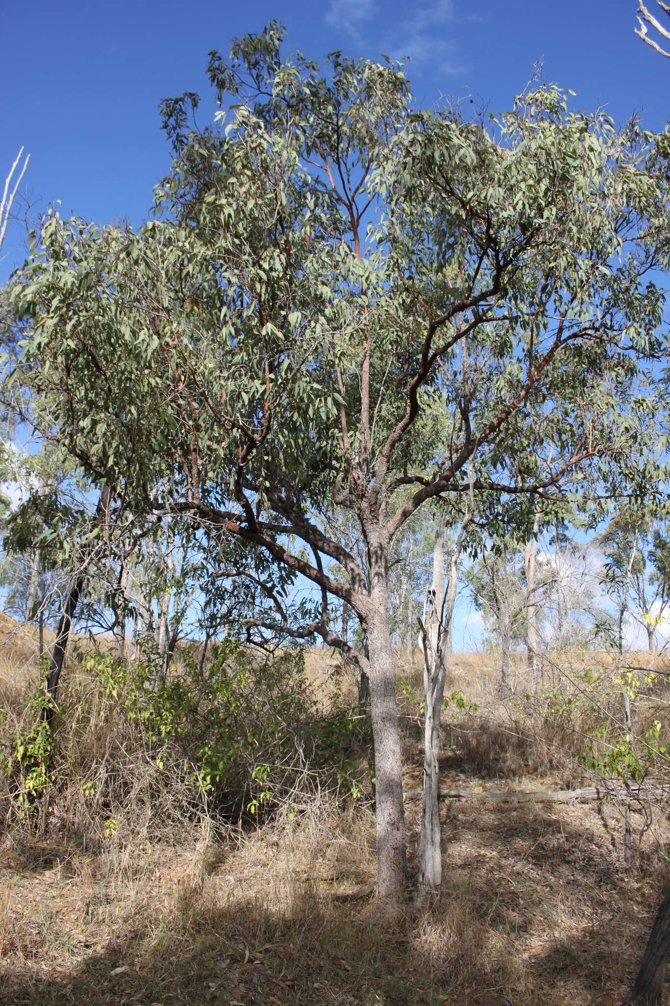 Слика од Corymbia erythrophloia (Blakely) K. D. Hill & L. A. S. Johnson