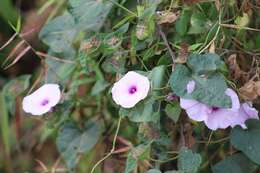 Image of Ipomoea involucrata Beauv.