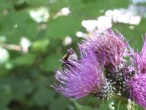 Слика од Cirsium alsophilum (Pollini) Greuter