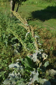 صورة Rumex cristatus DC.