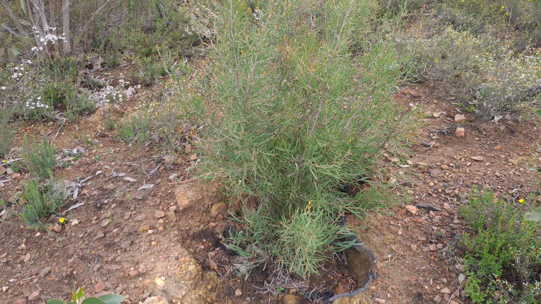 Image of Hakea carinata F. Müll. ex Meissn.