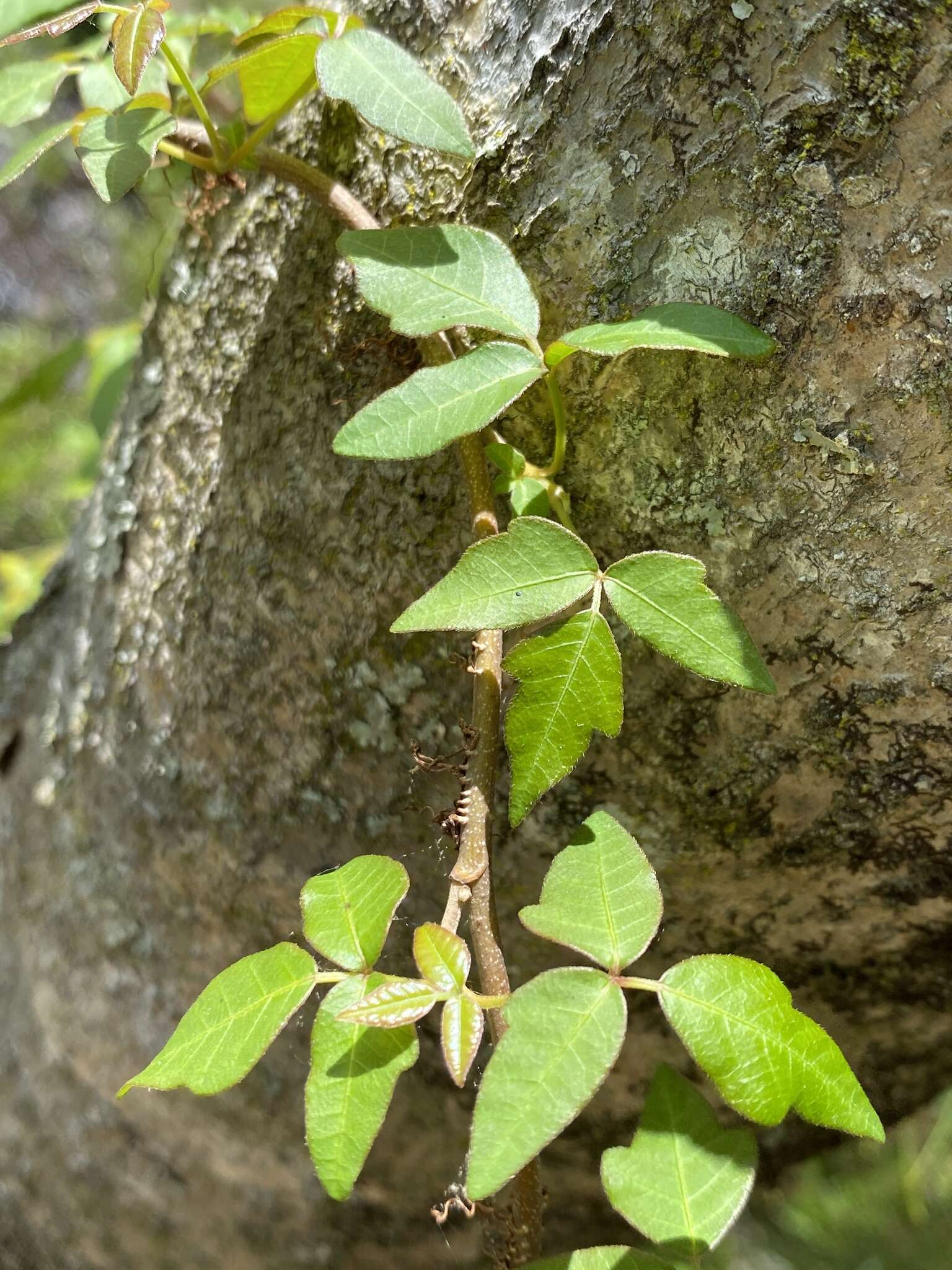 Image of eastern poison ivy