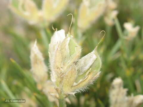 Plancia ëd Echinospartum ibericum