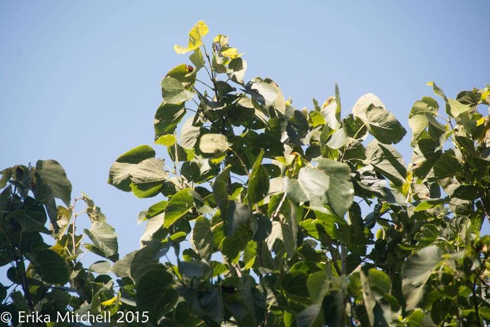 Image of American Basswood