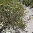 Image of Aspalathus tridentata subsp. tridentata