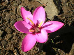 Image of Hesperantha humilis Baker