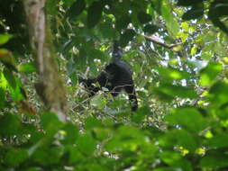 Image of Black-headed Spider Monkey