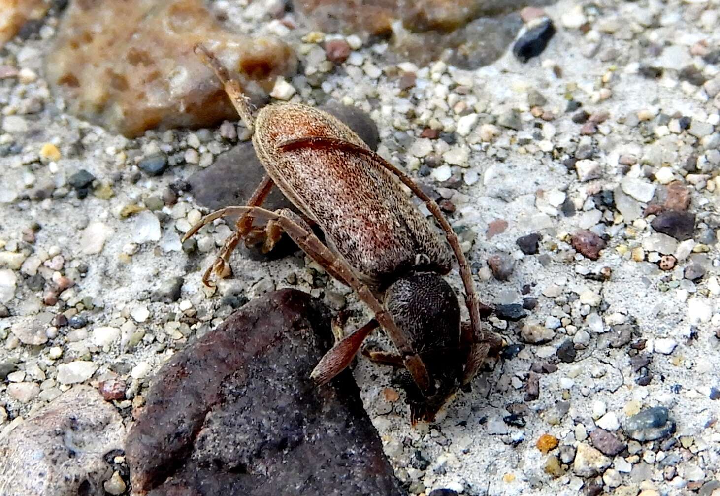 Plancia ëd Anelaphus badius Chemsak 1991