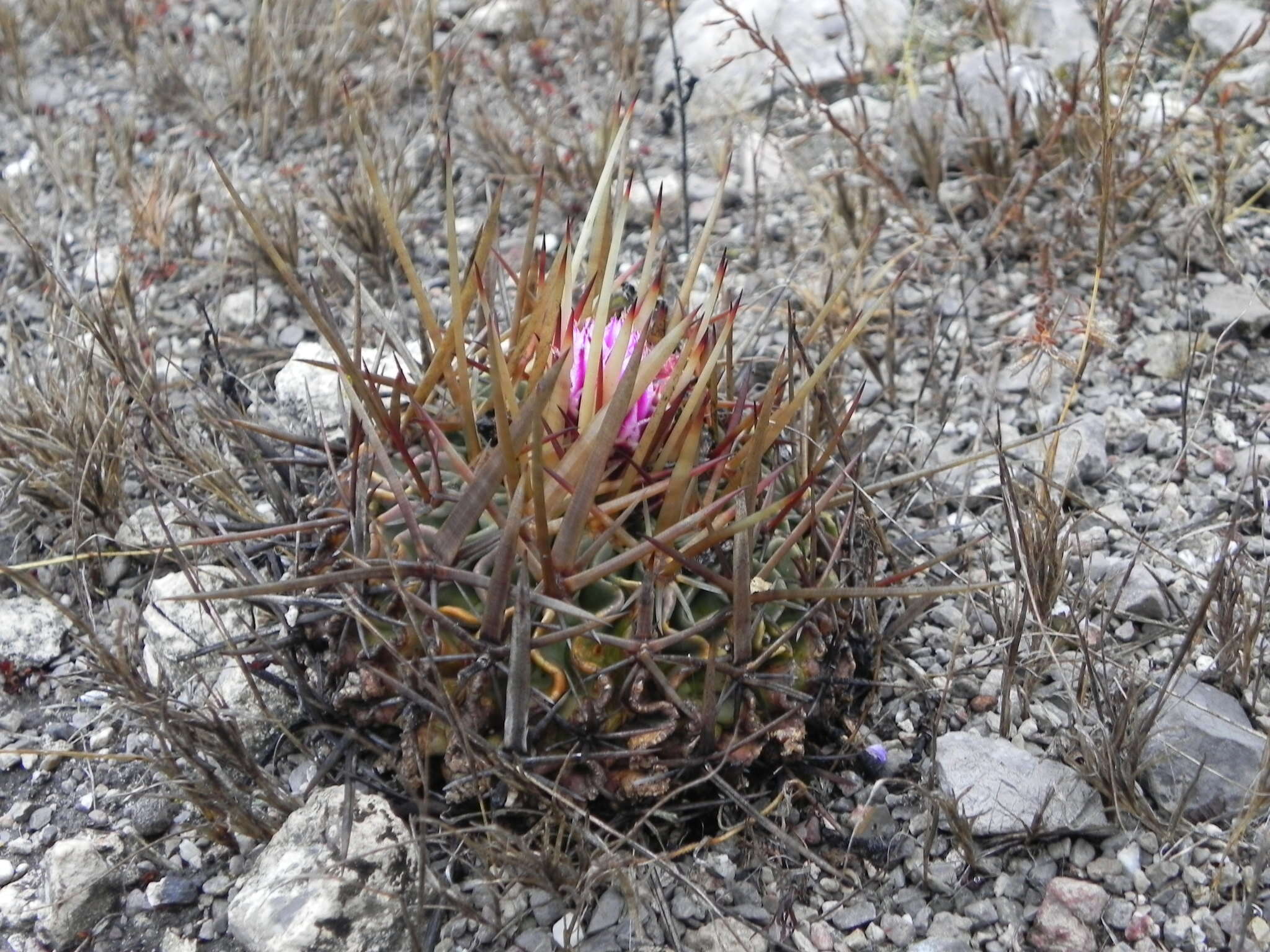 Sivun Echinofossulocactus anfractuosus kuva