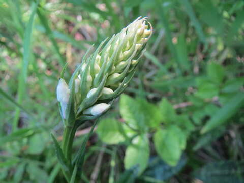 Image of Heath spotted orchid