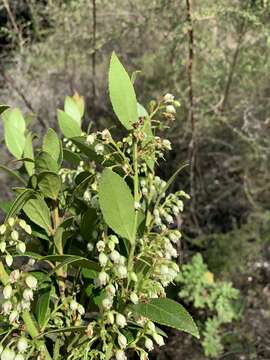 Image de Vaccinium exul Bolus