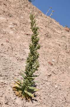 Image of Palmer's phacelia