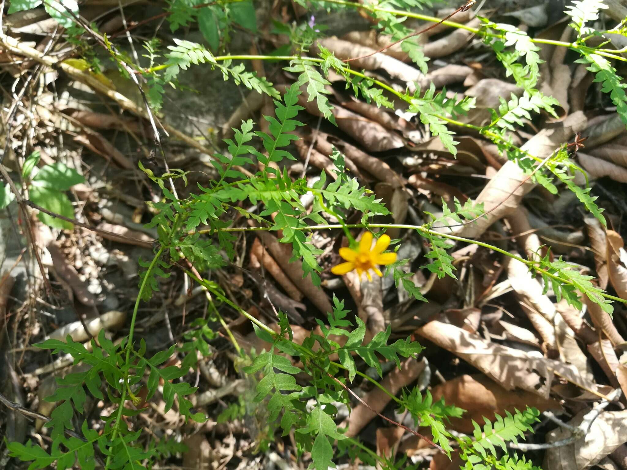 Image of Chrysactinia pinnata S. Wats.