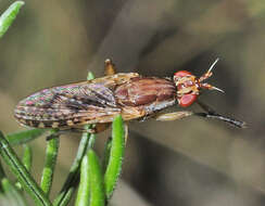 Image of Euthycera seguyi Vala 1990