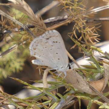 Imagem de Polyommatus albicans (Gerhard 1851)