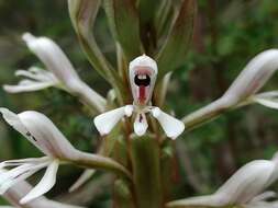 Image of Satyrium longicolle Lindl.