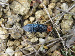 Image of Pine false webworm