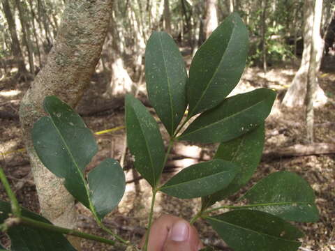 Pilocarpus racemosus Vahl resmi