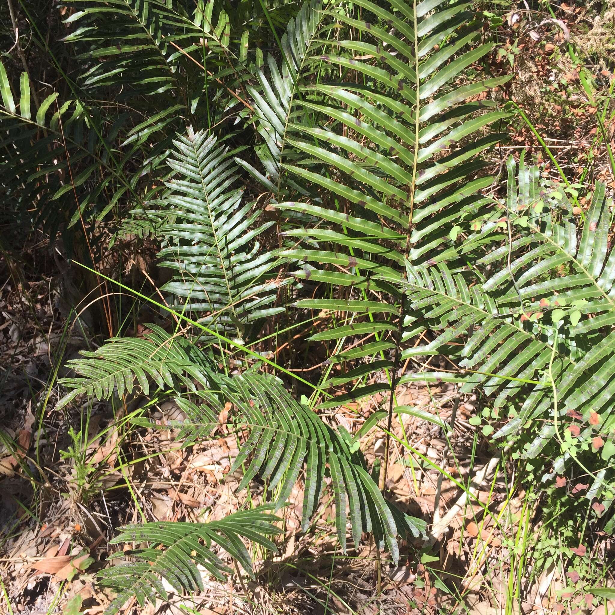 Image of swamp water fern