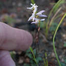 Image of Disa obliqua subsp. obliqua