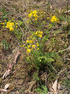 Image of Packera millefolia (T. & G.) W. A. Weber & Á. Löve