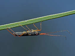 Image of Teratocoris antennatus (Boheman 1852)