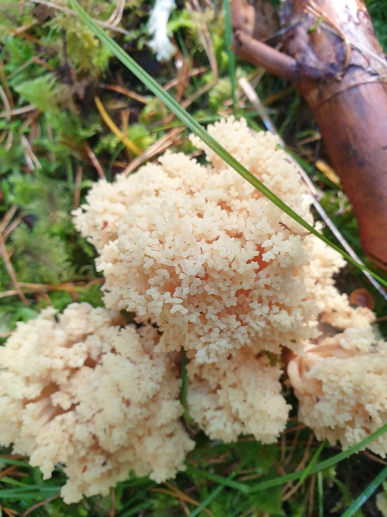 Image of Ramaria sanguinea (Pers.) Quél. 1888