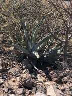 Слика од Agave sobria subsp. roseana (Trel.) Gentry