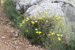 Image of Potentilla astracanica subsp. callieri (Th. Wolf) J. Soják