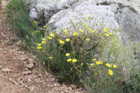 Слика од Potentilla astracanica Jacq.