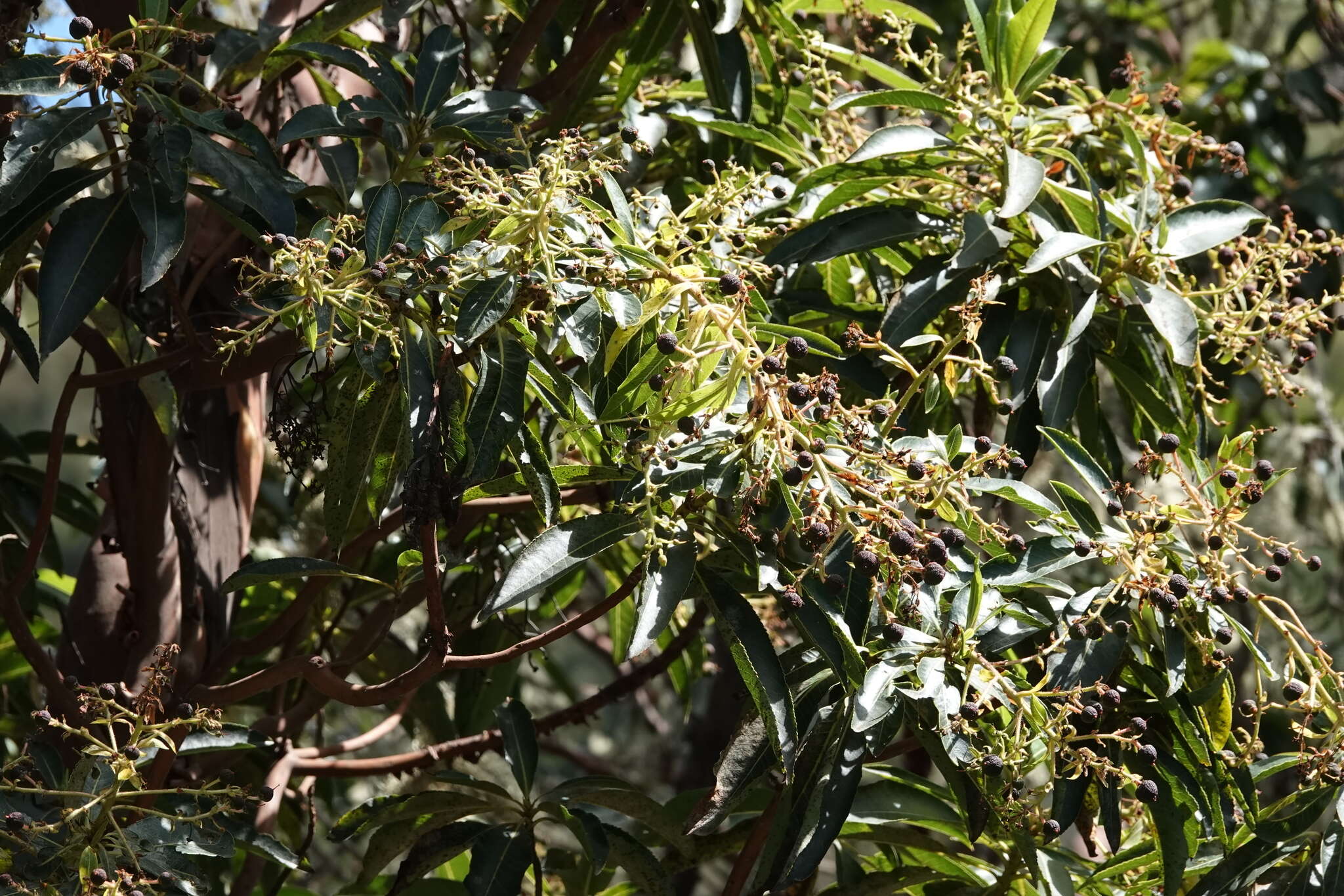 Image of Canary Islands Strawberry-tree