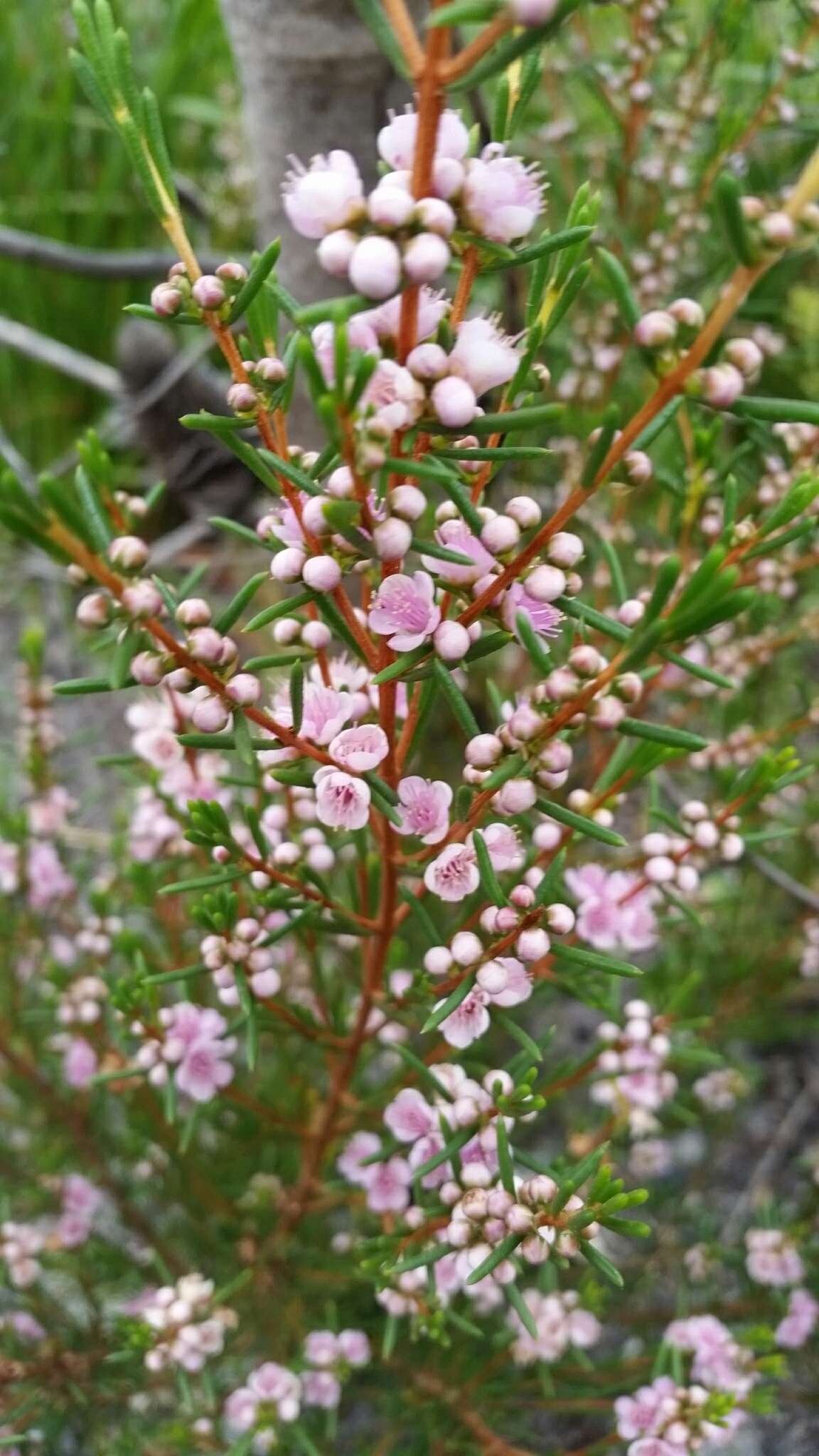 Hypocalymma strictum Schau. resmi