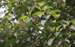 Image of Rufous-winged Tanager