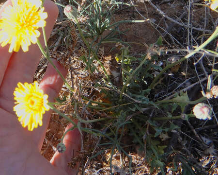 Image of Fendler's desertdandelion