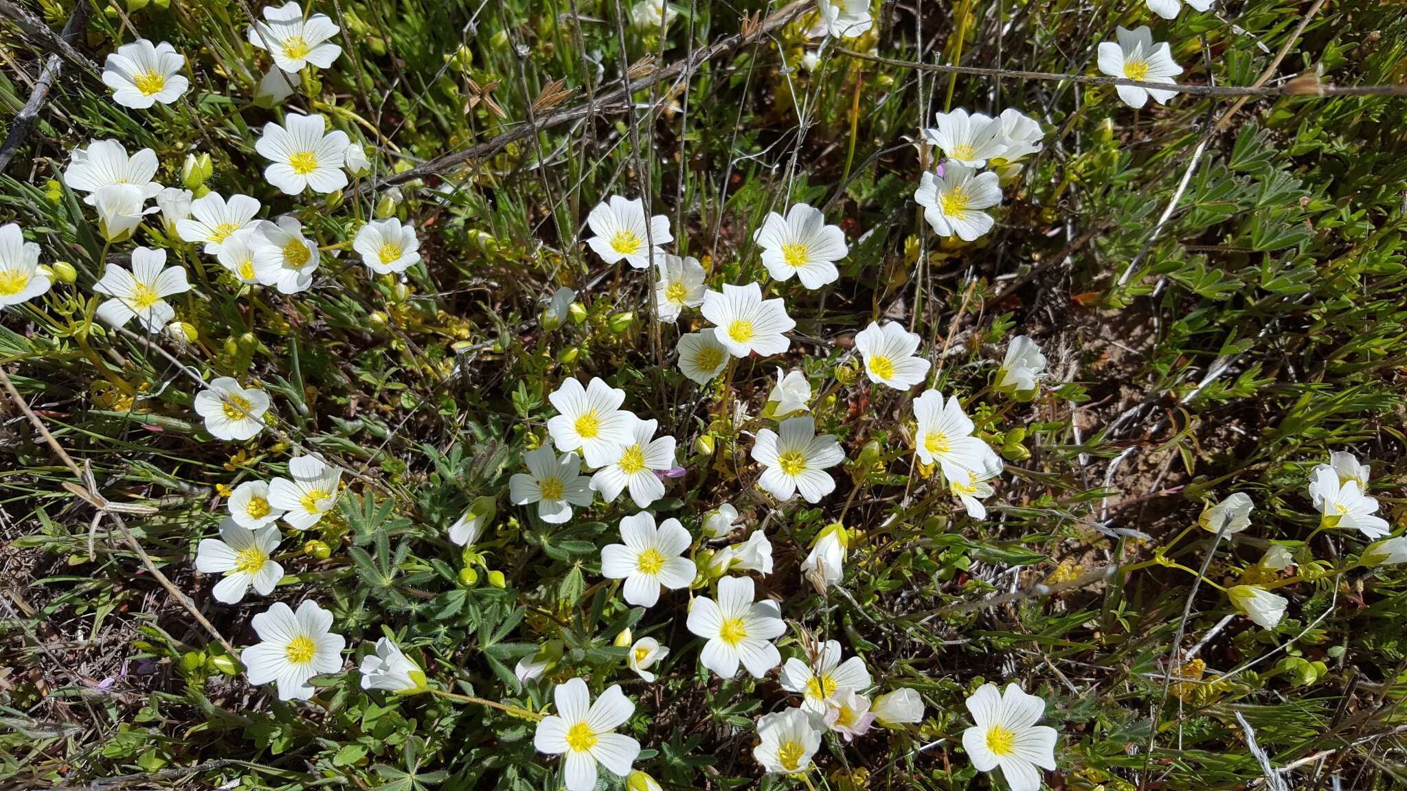 Imagem de Limnanthes alba subsp. parishii (Jeps.) Morin