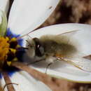 Image of Corsomyza tricellulata Hesse 1938