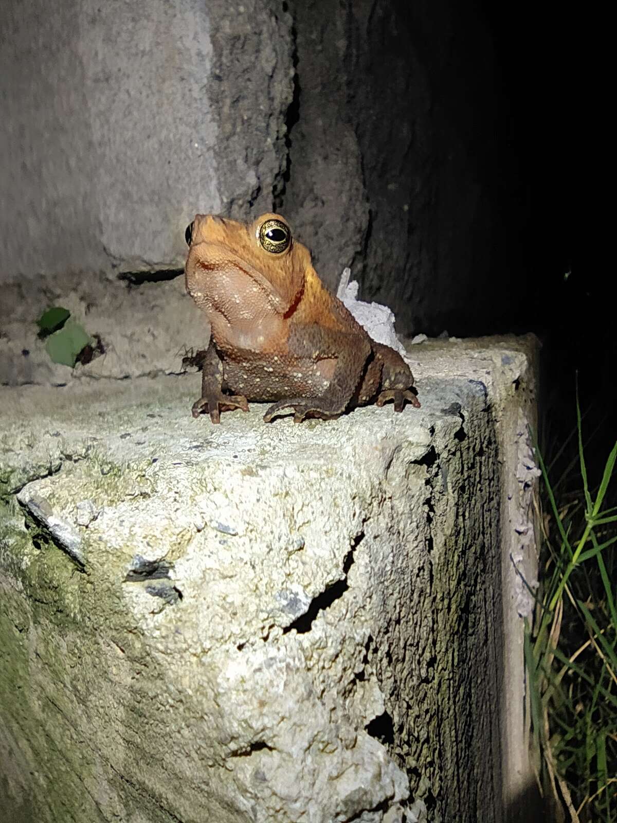 Image of Rhinella sternosignata (Günther 1858)