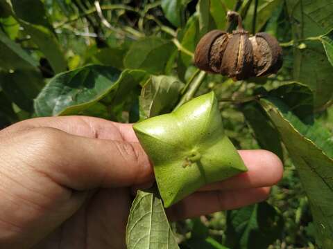 صورة Plukenetia volubilis L.