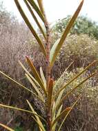 Image of Pseudopanax linearis (Hook. fil.) K. Koch