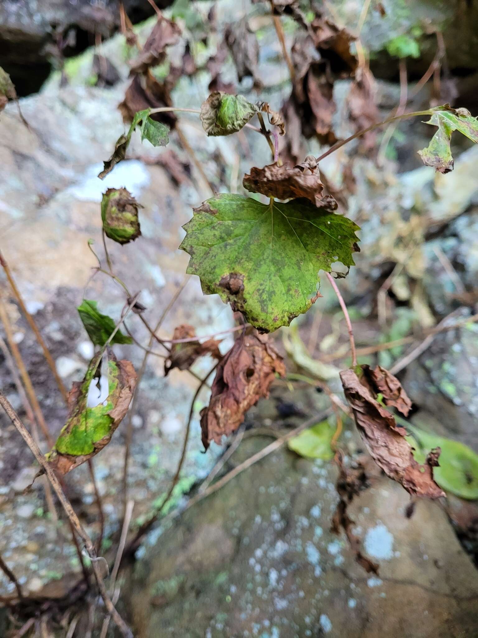 Image of Lucy Braun's snakeroot