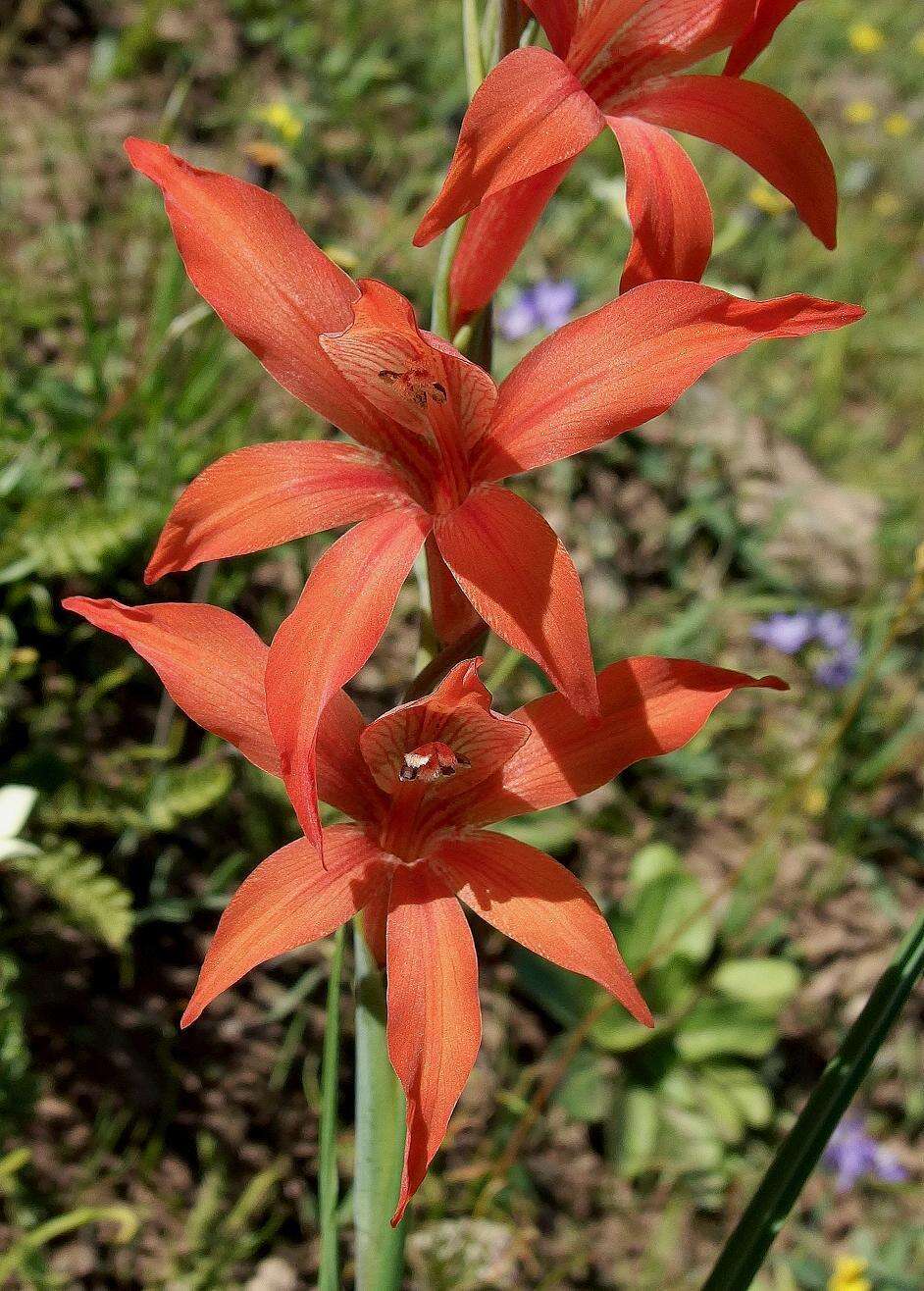 Image of Gladiolus watsonius Thunb.