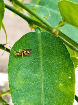 Image of Agapostemon nasutus Smith 1853