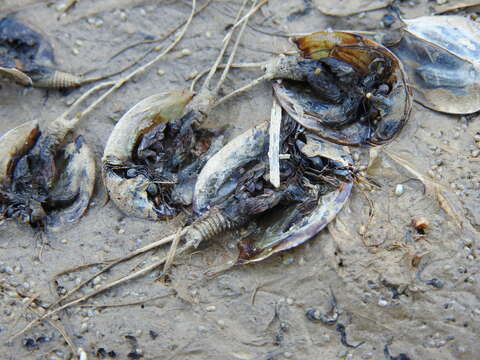 Image of Triops vicentinus Korn, Machado, Cristo & Cancela da Fonseca 2010