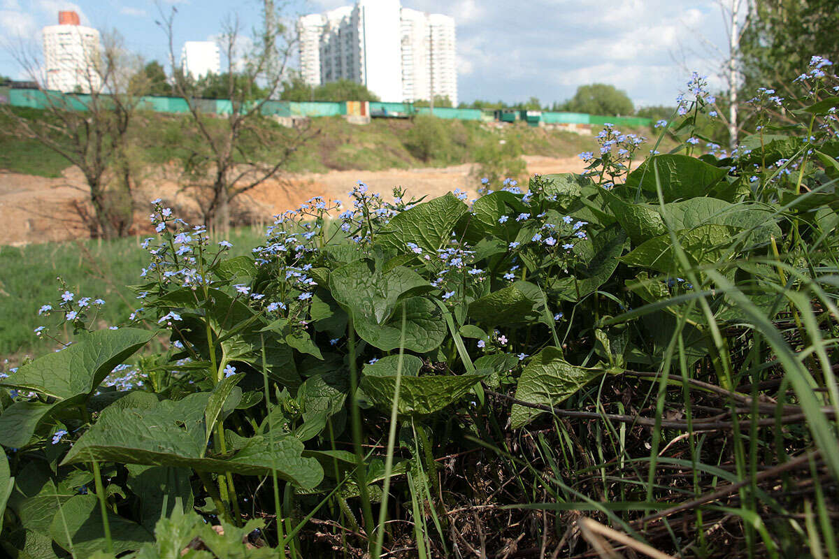 Image of Brunnera sibirica Stev.