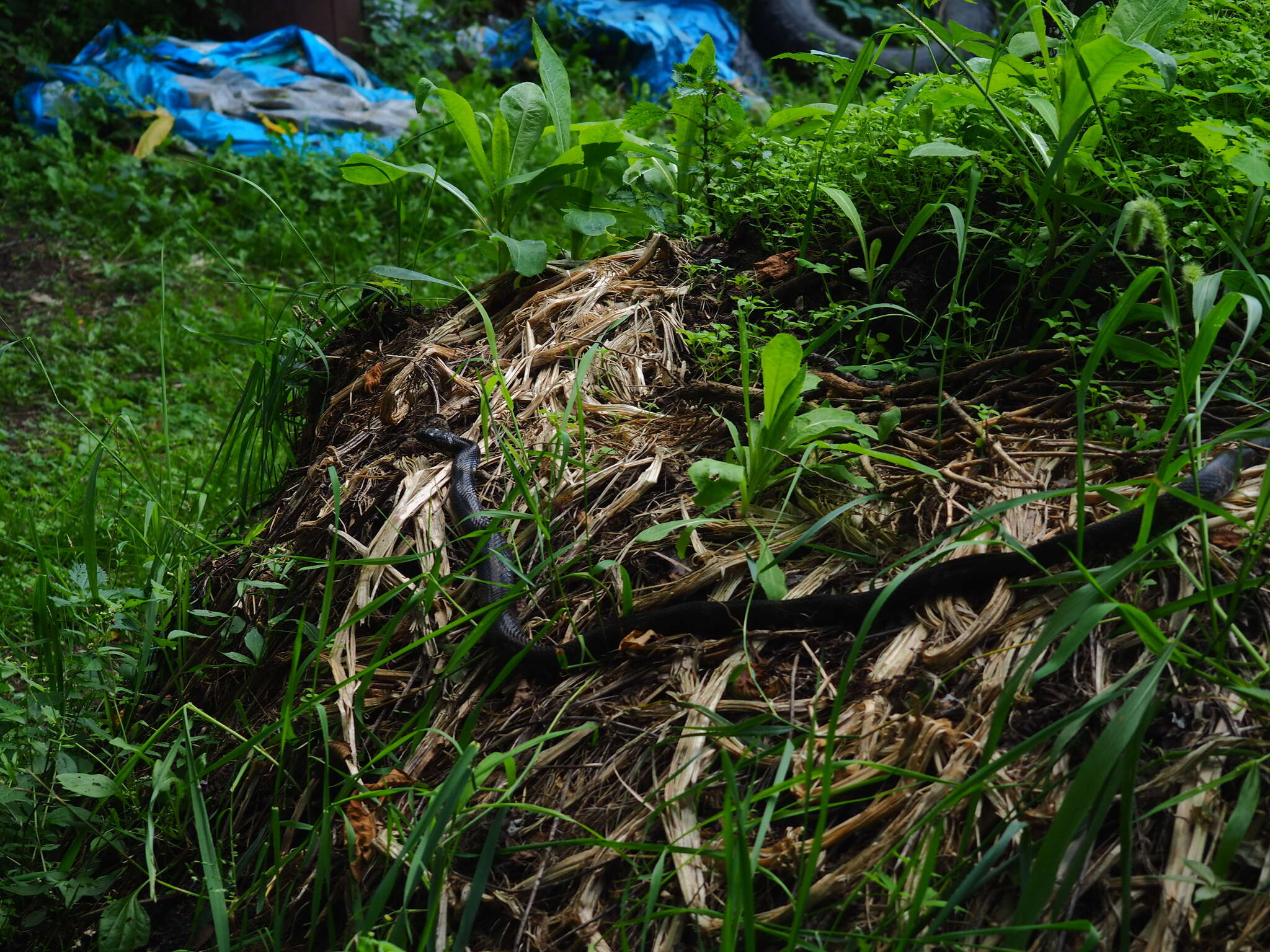 Image of Russian Ratsnake